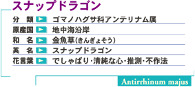 �X�i�b�v�h���S������